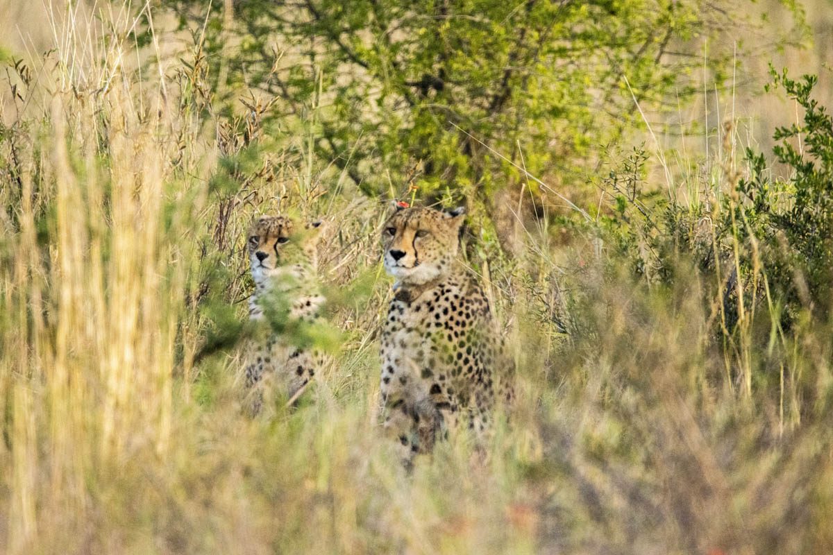 Black Rhino Game Lodge