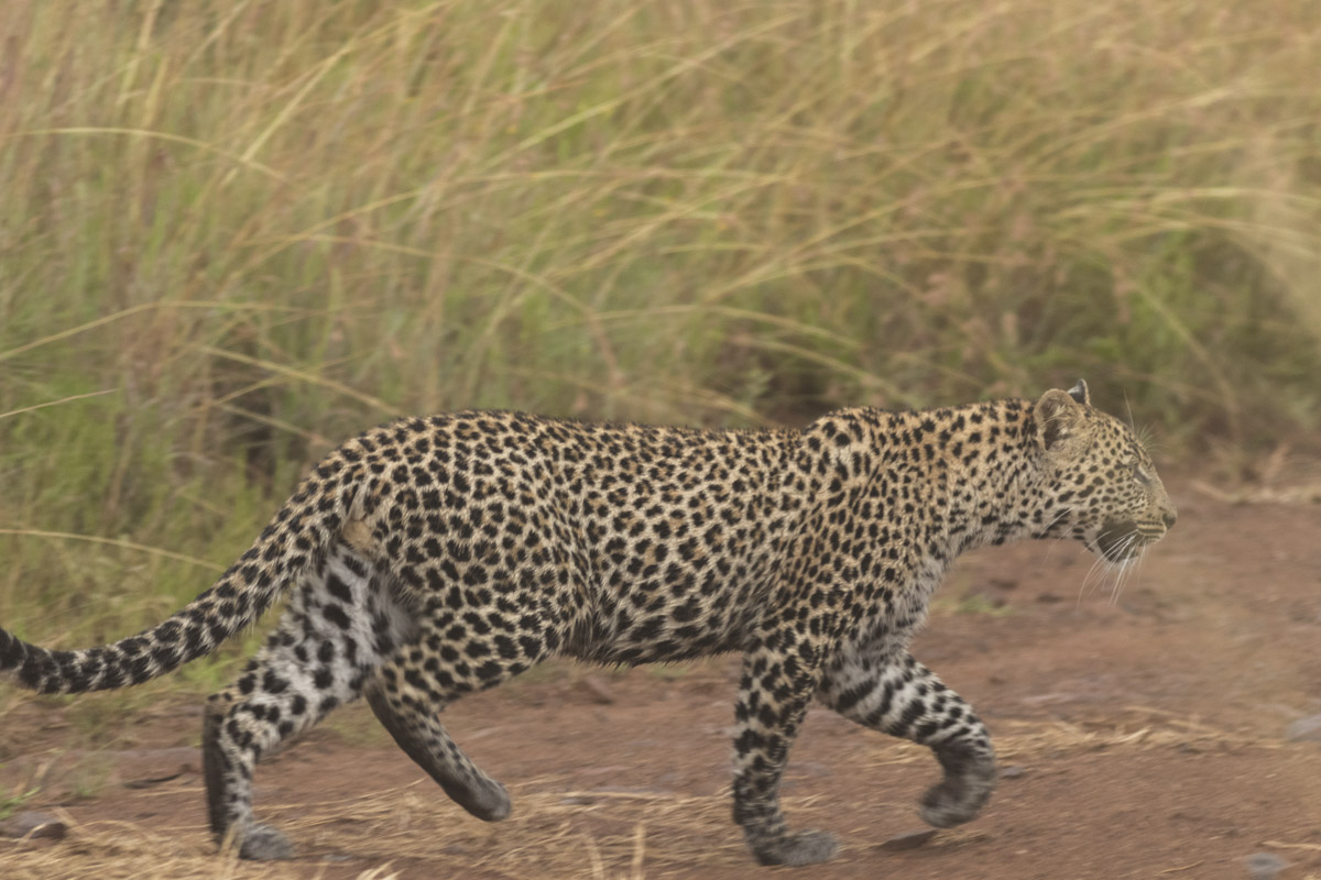 Black Rhino Game Lodge