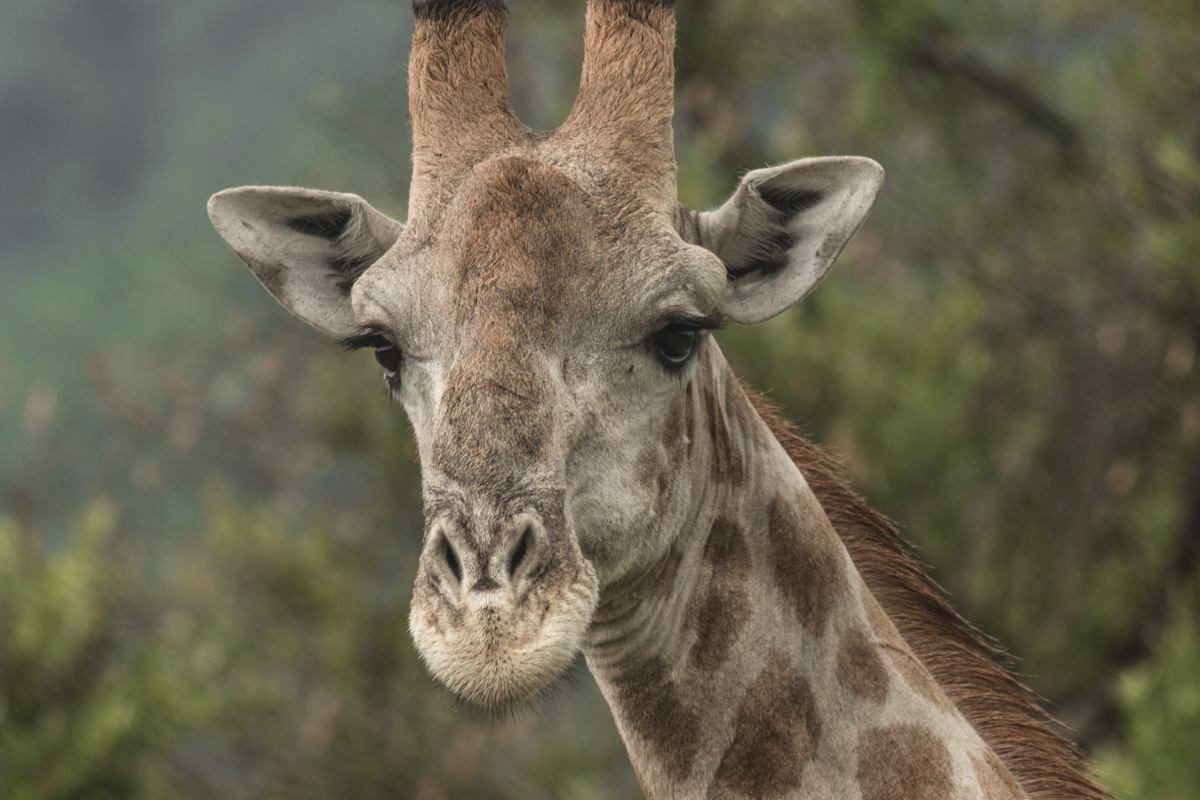 Black Rhino Game Lodge