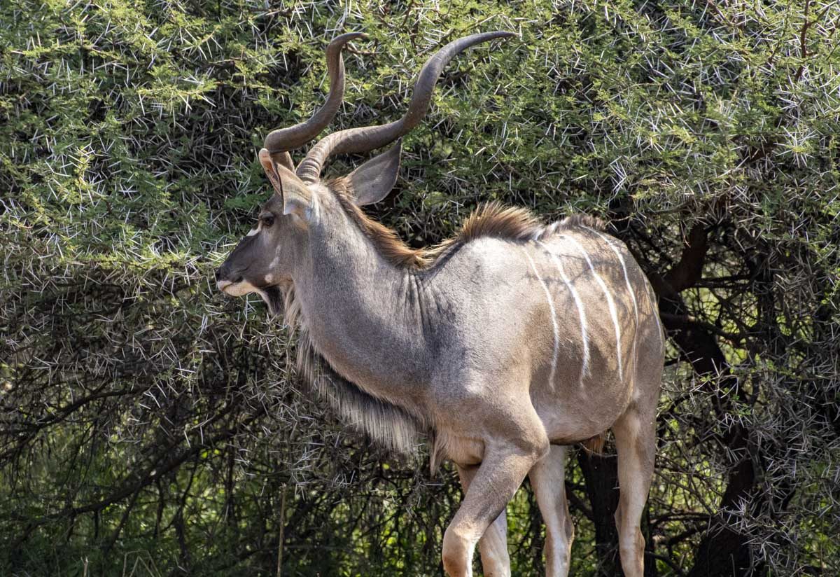 Black Rhino Game Lodge