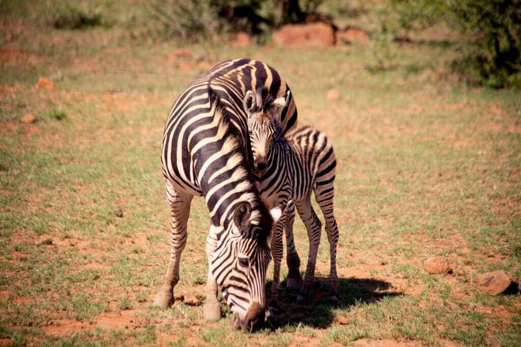 Pilanesberg Wildlife