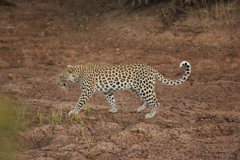 Pilanesberg Big 5 Encounters