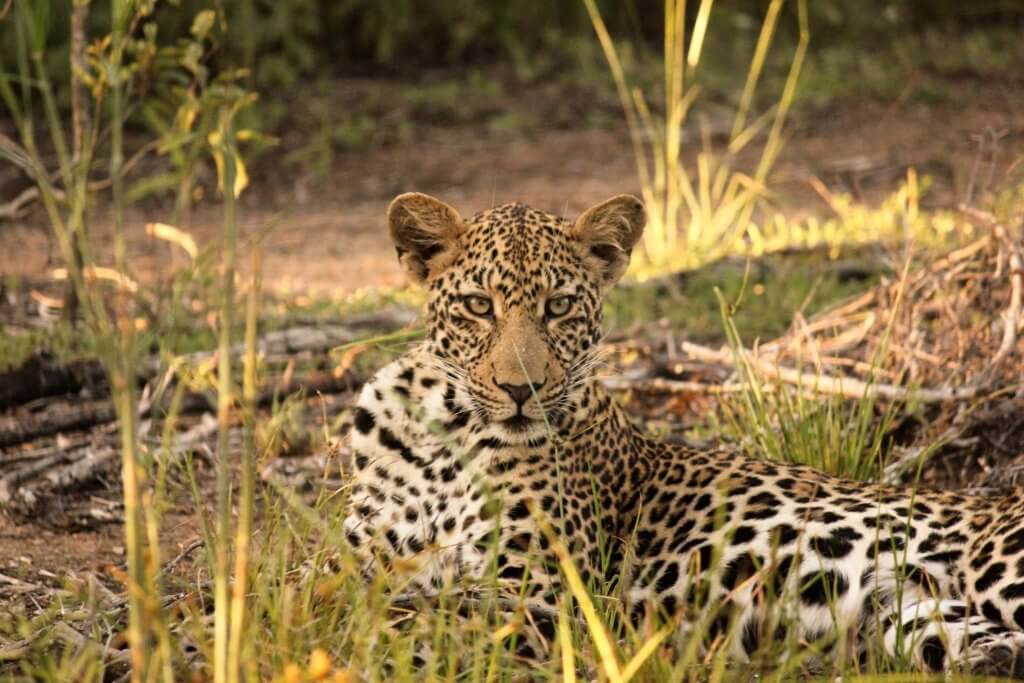 The Game Reserve for the Safari Novice