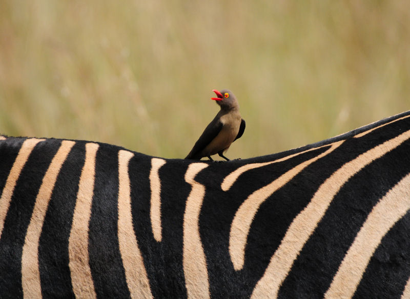 Morokolo Safari Lodge