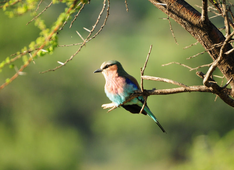 Morokolo Safari Lodge