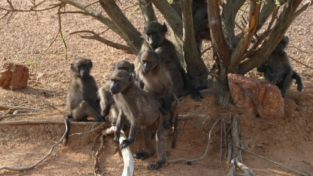 Morokolo Safari Lodge