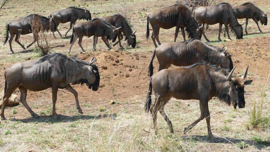 Morokolo Safari Lodge