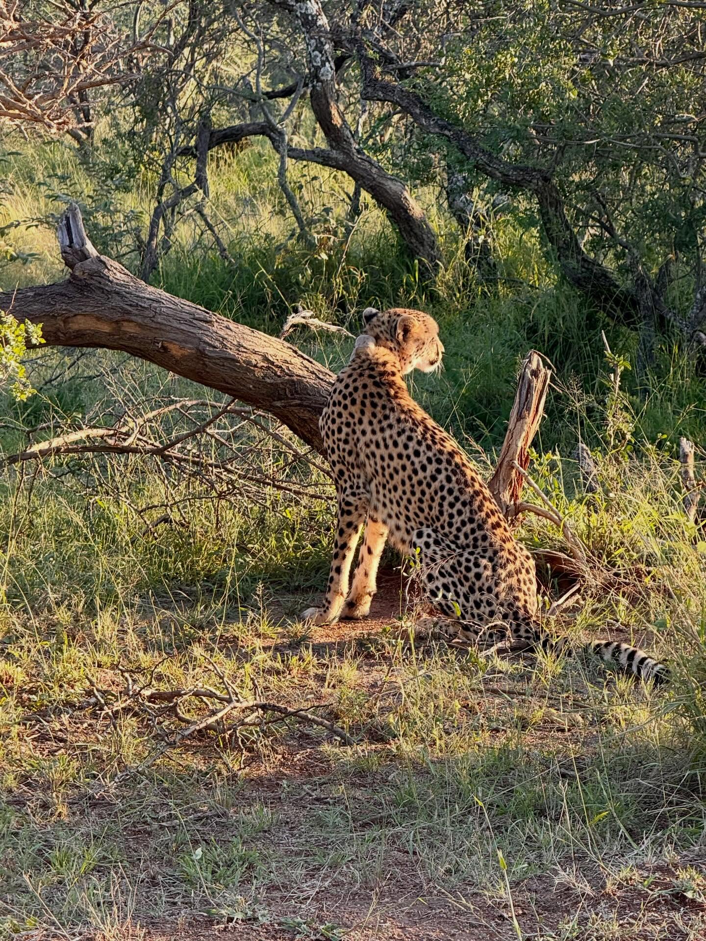 Mziki Safari Lodge