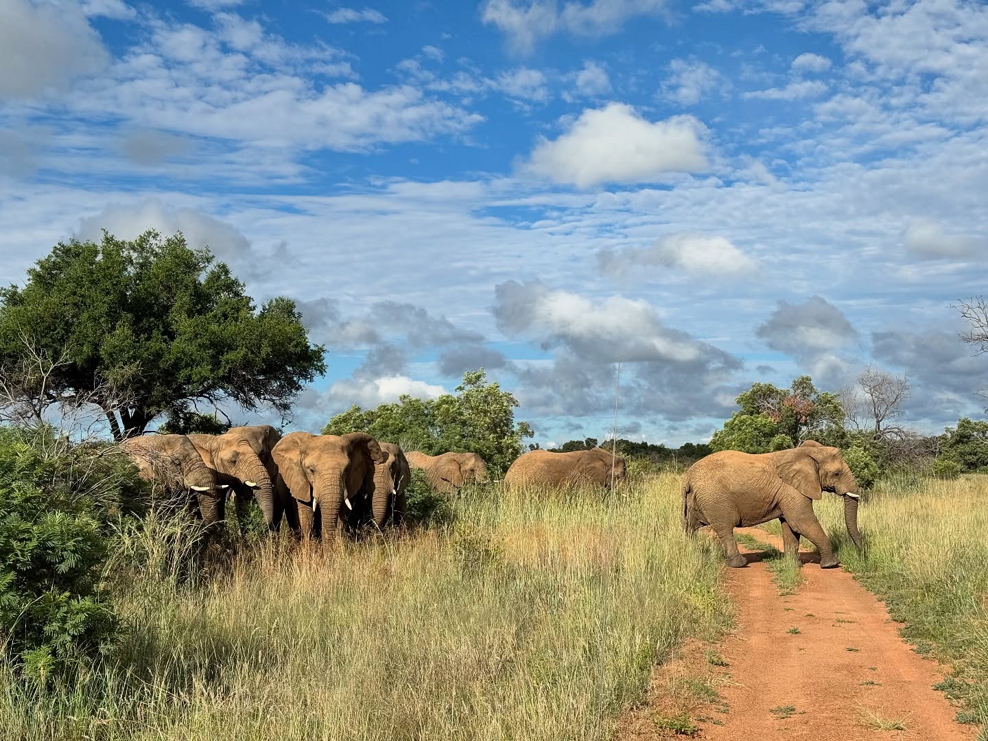 Mziki Safari Lodge