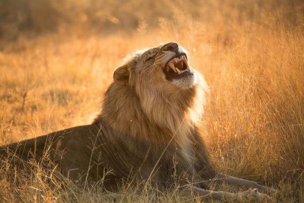 Nkala Safari Lodge