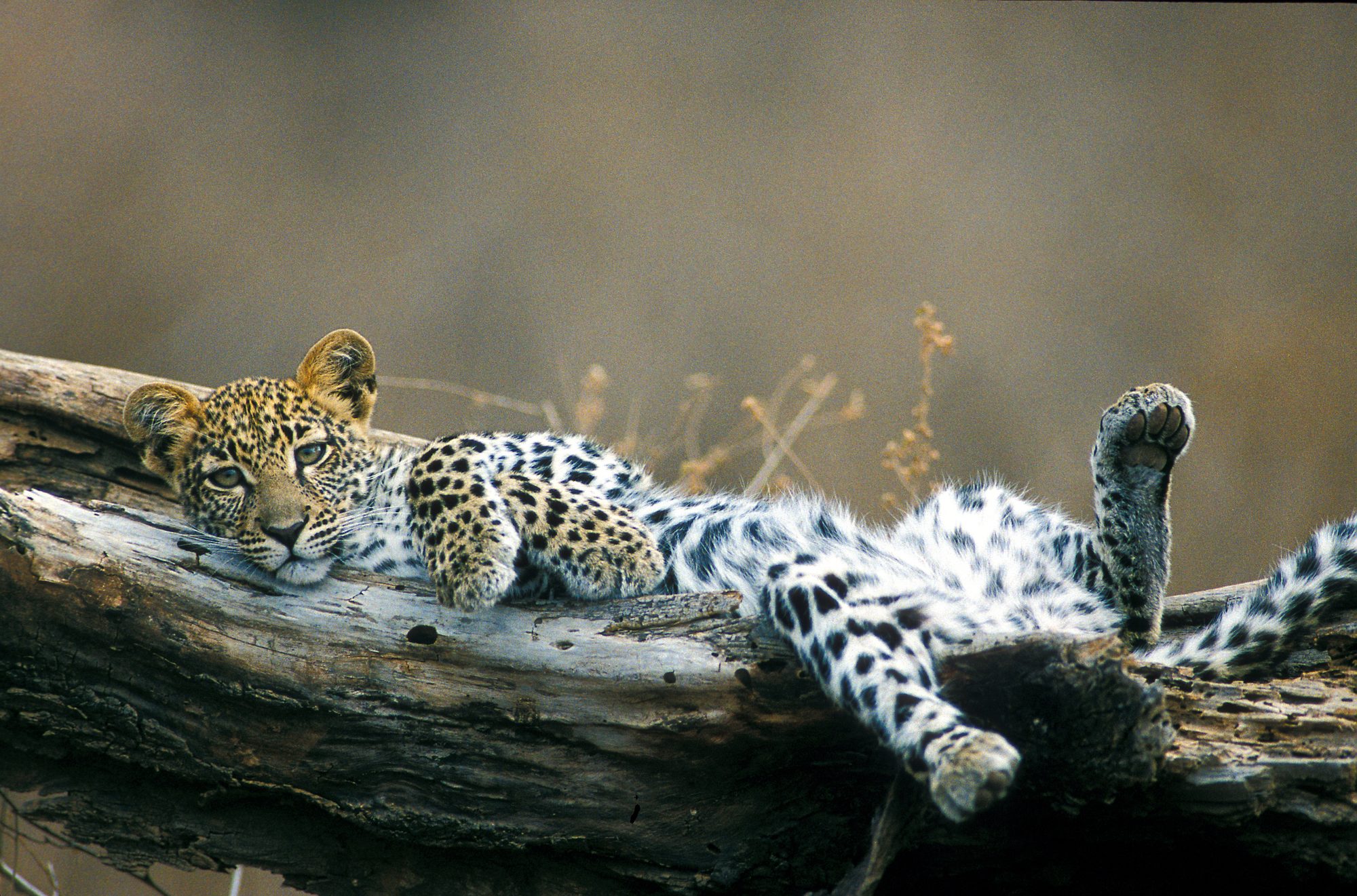 The History of Pilanesberg National Park