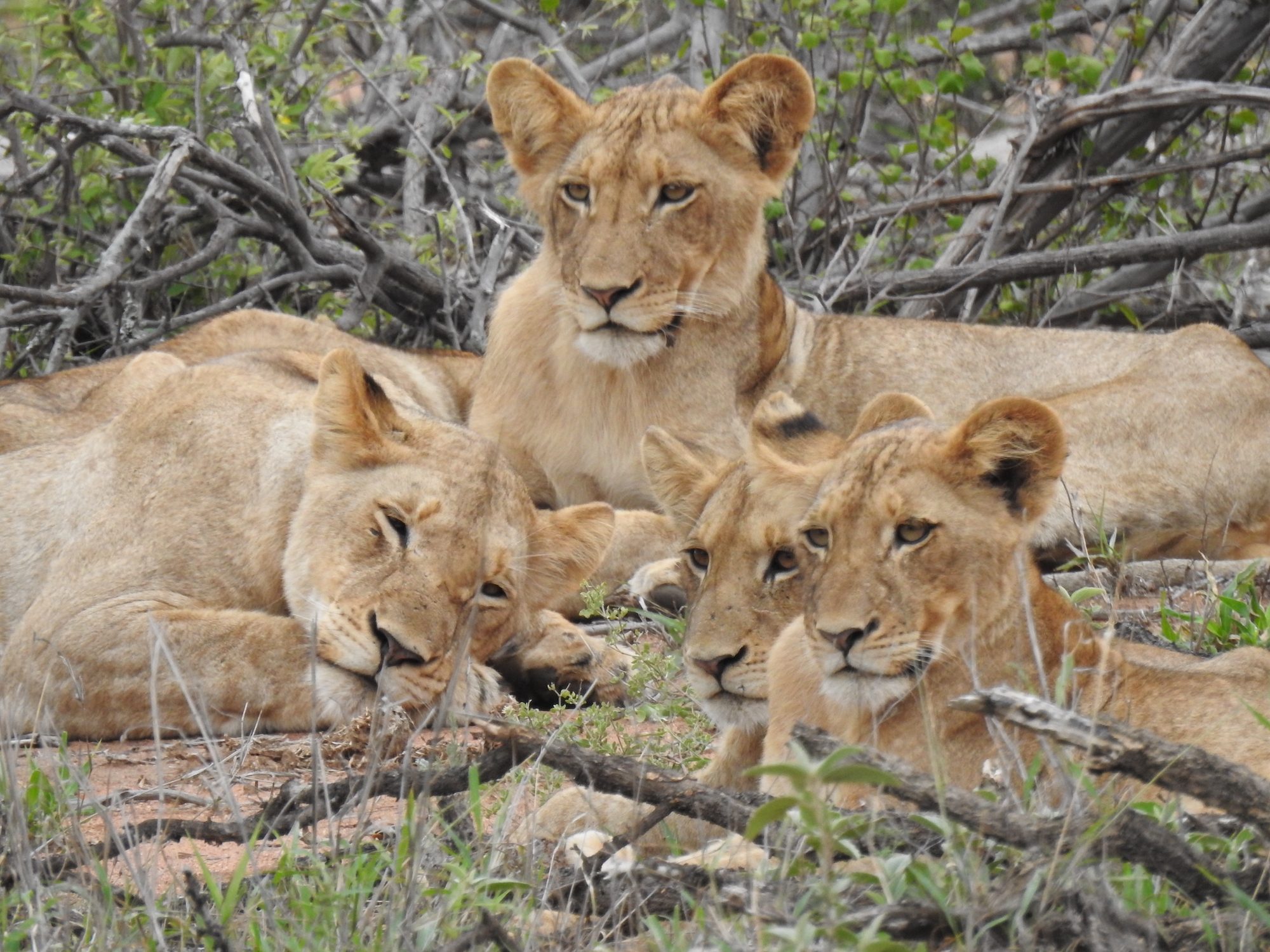 Tsholo Safari Lodge