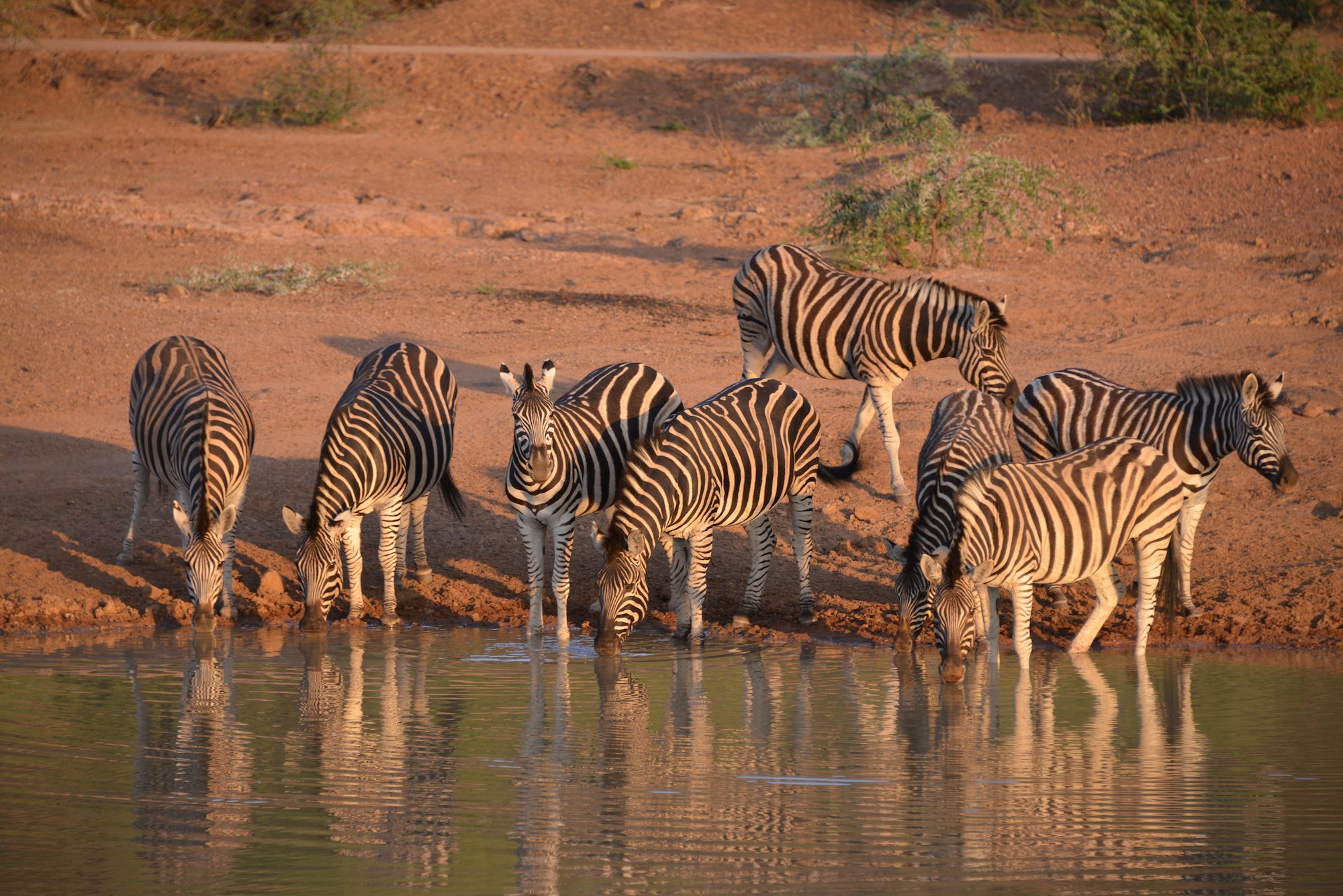 Tsholo Safari Lodge