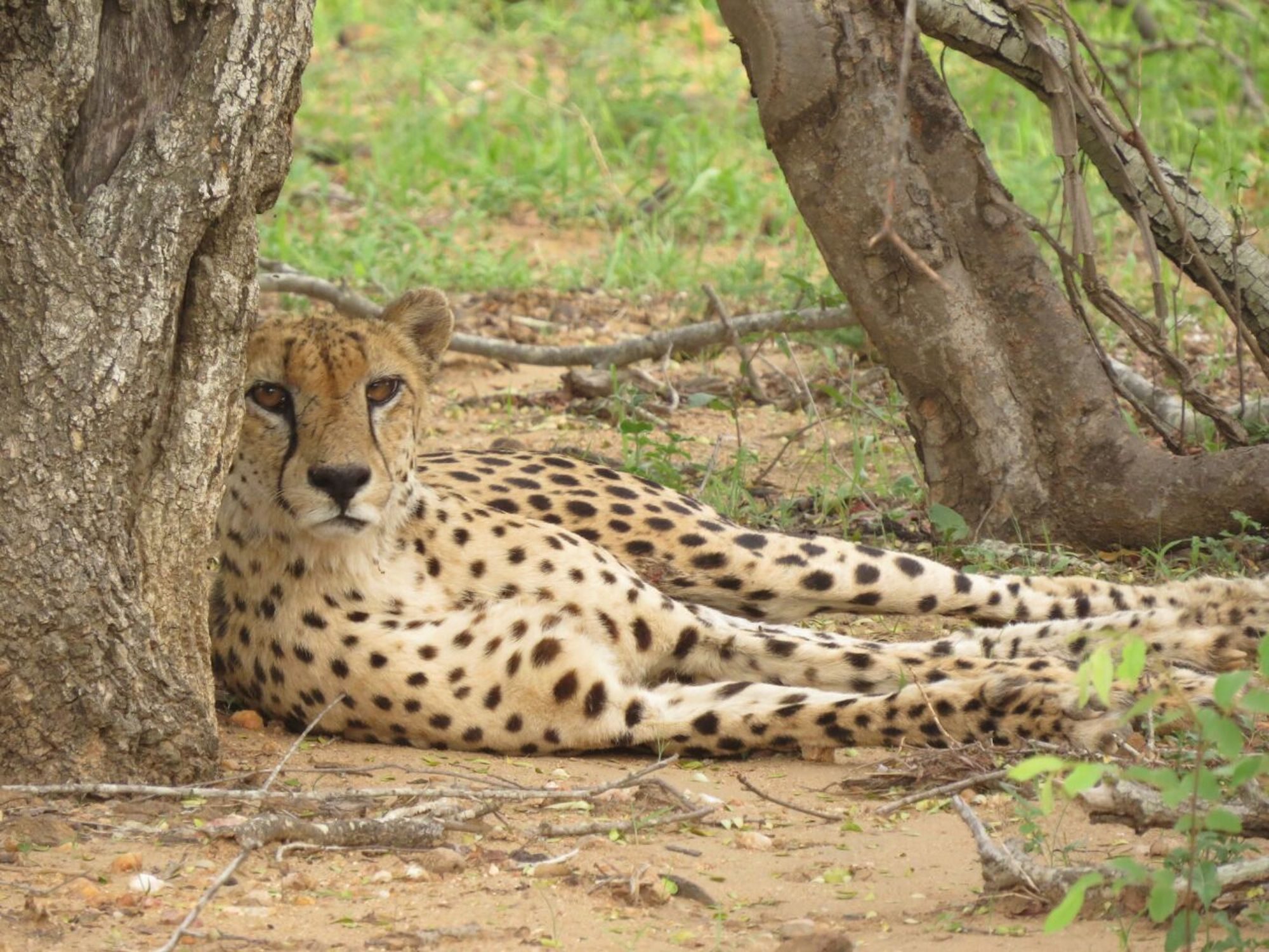 Tsholo Safari Lodge